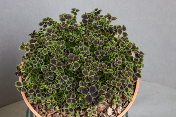 Trifolium purpurascens quadrifolium